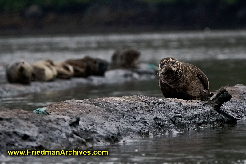 wildlife,nature,seal,water,shore,looking,grey,dark,